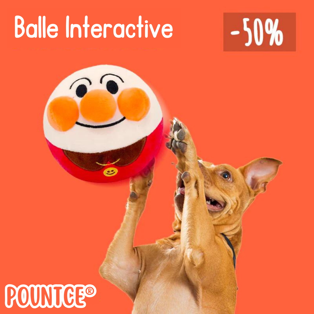 Pountce® Balle de Jeu Interactive pour Animal
