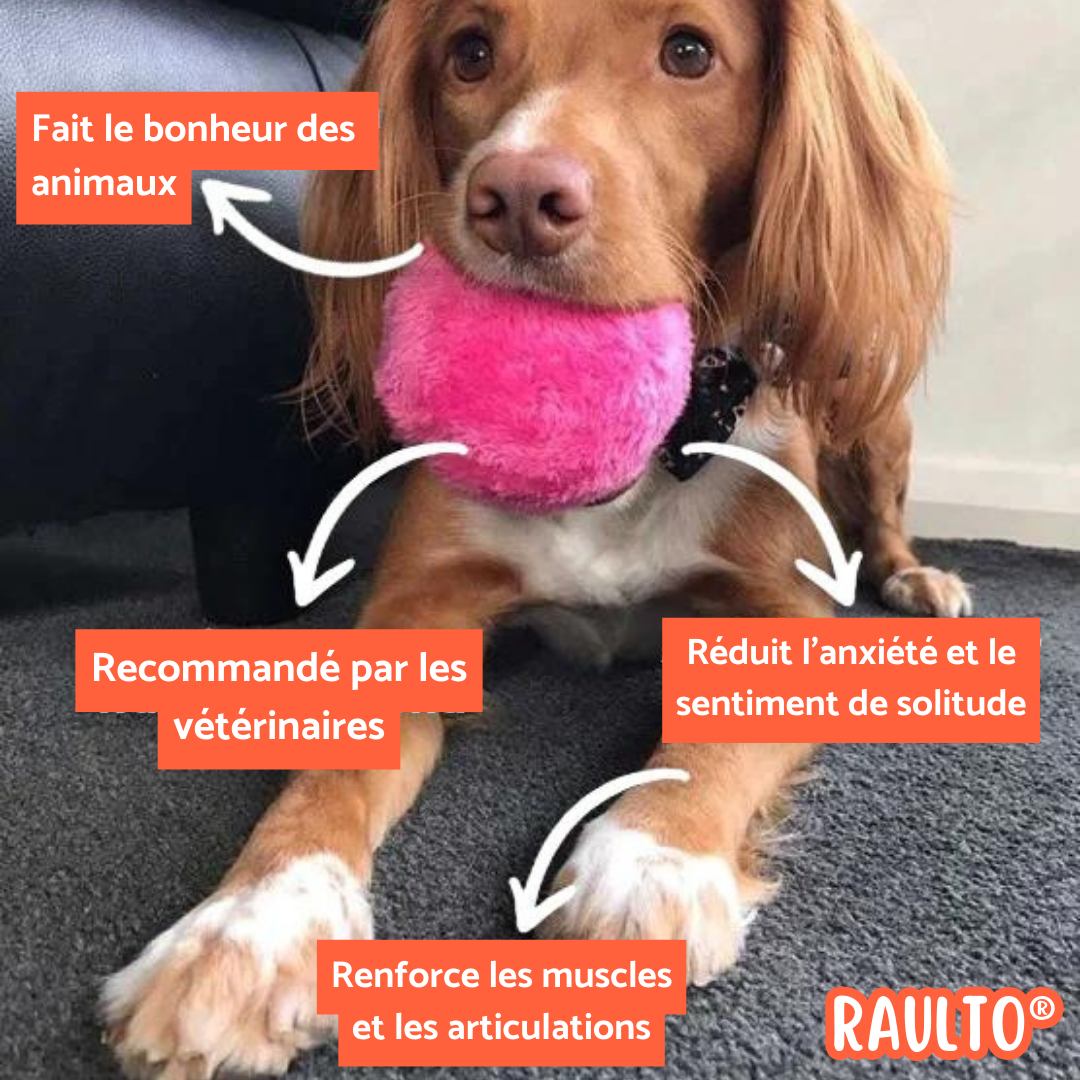 Raulto® Balle de Jeu Magique pour Animal